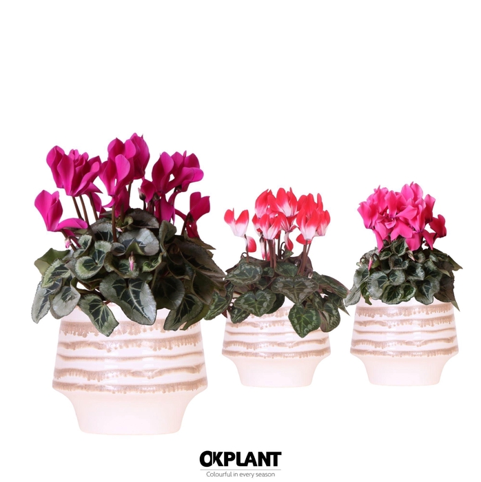 <h4>Cycl Per Gemengd Keramiek Moonstone White</h4>