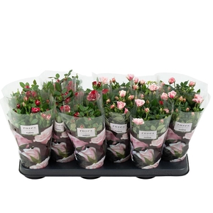 Nolina Roses Ø 10,5 cm. Mix Gigi/Piia