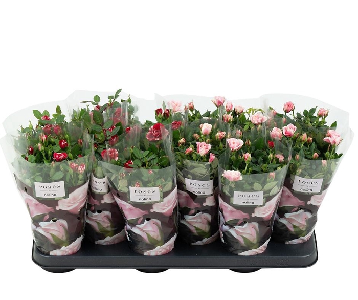 <h4>Nolina Roses Ø 10,5 cm. Mix Gigi/Piia</h4>