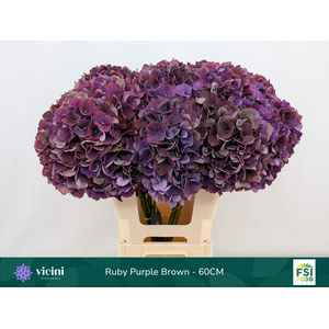 Hydr Ruby Purple Brown 60 cm Vicini