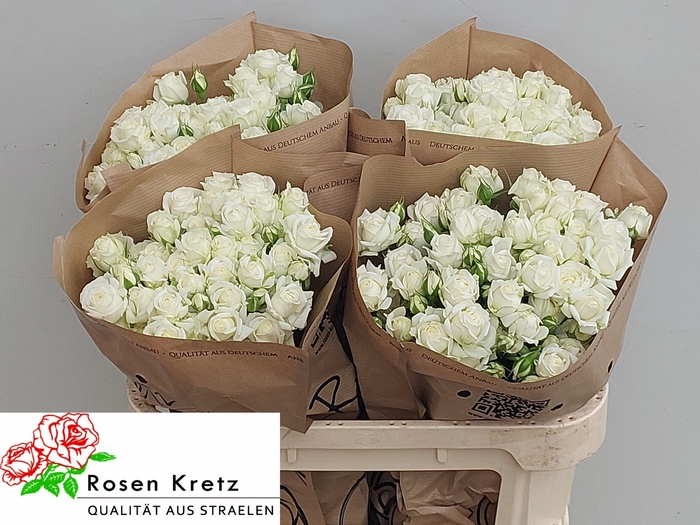 <h4>R TR WHITE BUBBLES</h4>