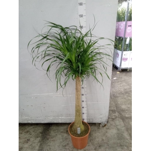 Beaucarnea recurvata