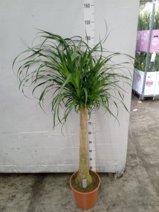 <h4>Beaucarnea recurvata</h4>