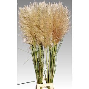 CORTADERIA OV