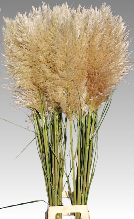 CORTADERIA OV