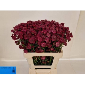 ASTR RED JOYCE