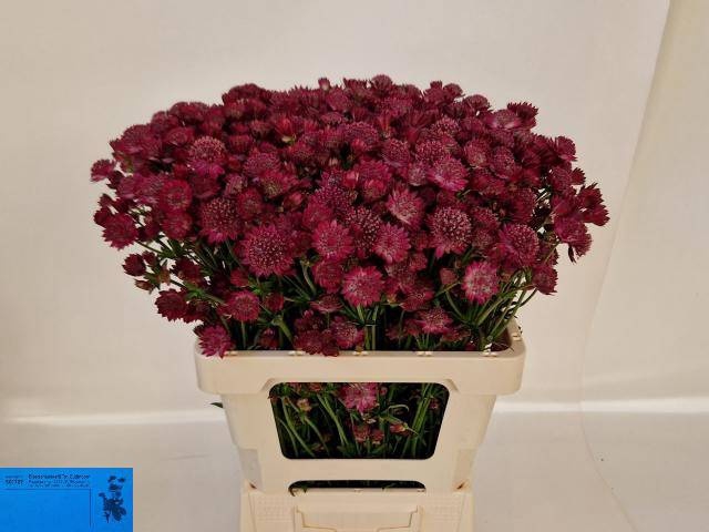 <h4>ASTR RED JOYCE</h4>