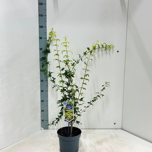Acer palmatum Aoyagi