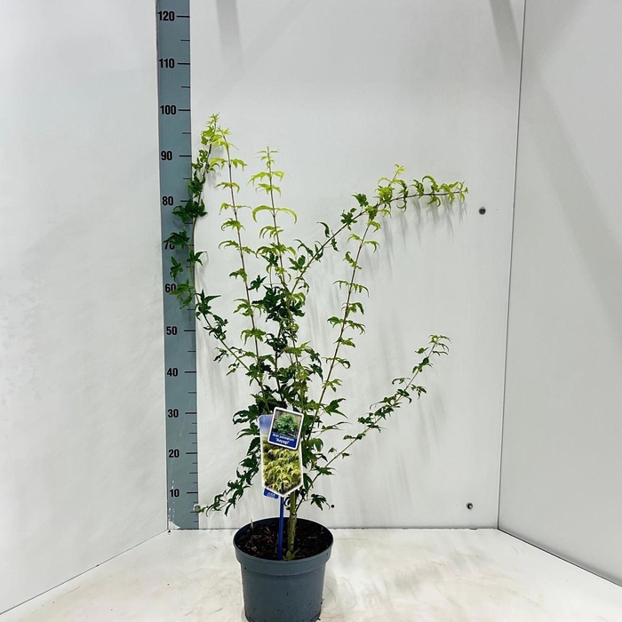 <h4>Acer palmatum Aoyagi</h4>