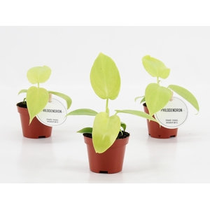 Philodendron Golden Violin