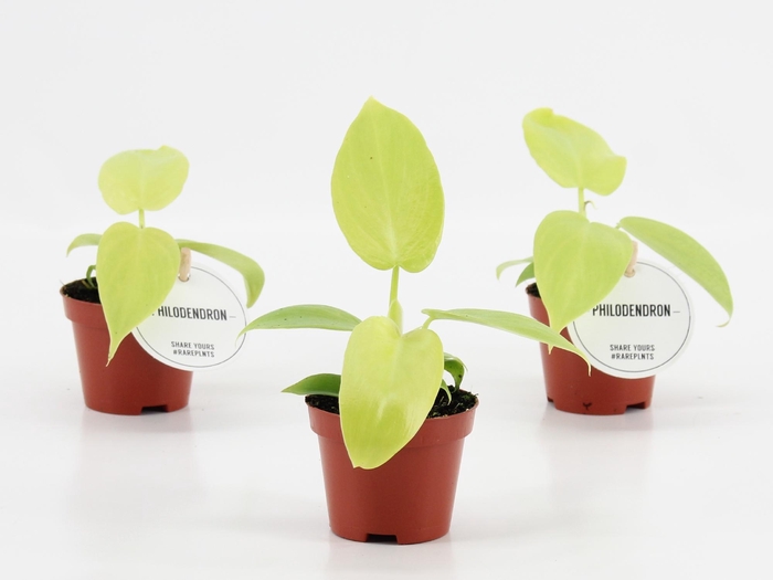 <h4>Philodendron Golden Violin</h4>