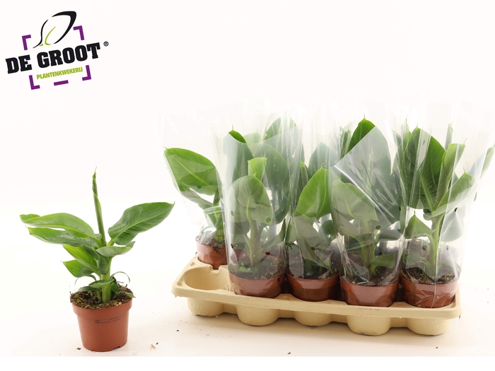 <h4>MUSA TROPICANA</h4>