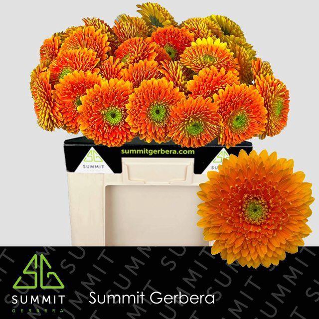 <h4>Gerbera Pomponi Berra Water</h4>