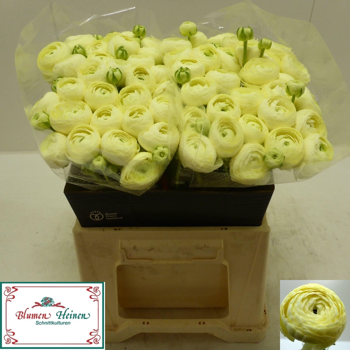 <h4>RAN SU COMMEDIA</h4>