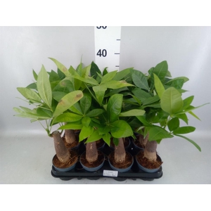 Pachira aquatica