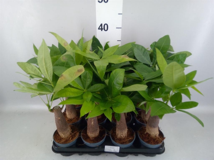 <h4>Pachira aquatica</h4>