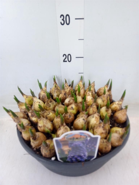 <h4>Muscari 'Lindsay'</h4>