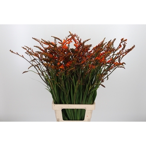 Crocosmia Grbl Scorchio