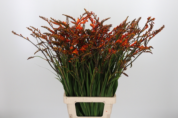 <h4>Crocosmia Grbl Scorchio</h4>