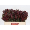 Leucadendron Saf Sunset Dark Red