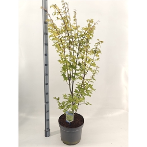 Acer pal. 'Summer Gold'