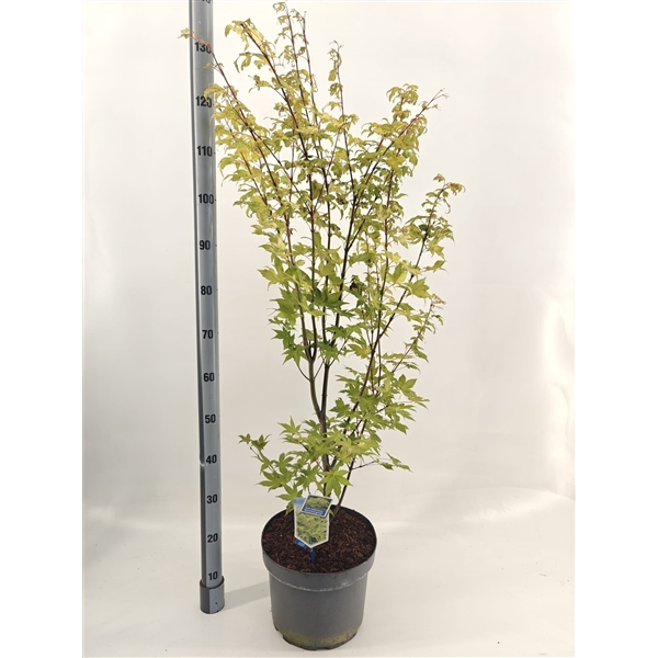 <h4>Acer pal. 'Summer Gold'</h4>
