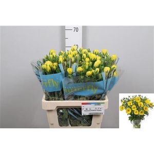 Ran Butterfly Phytalos