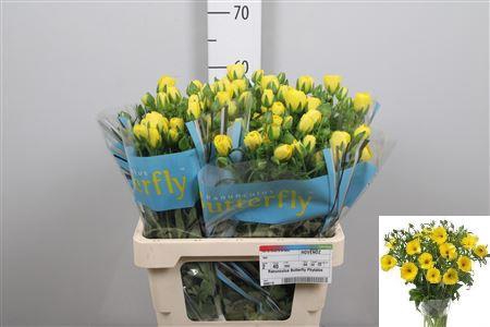 <h4>Ran Butterfly Phytalos</h4>