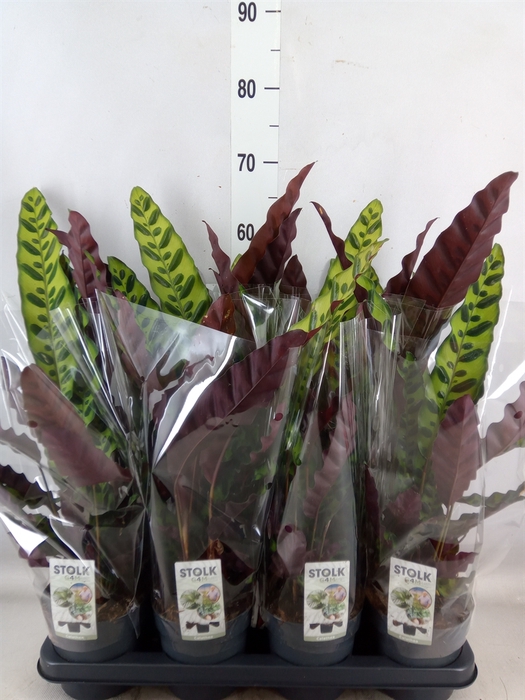 <h4>Calathea lancifolia</h4>