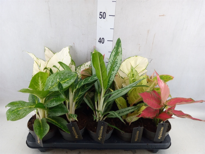 <h4>Aglaonema   ...</h4>