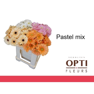 Germini Mix Pastel Water