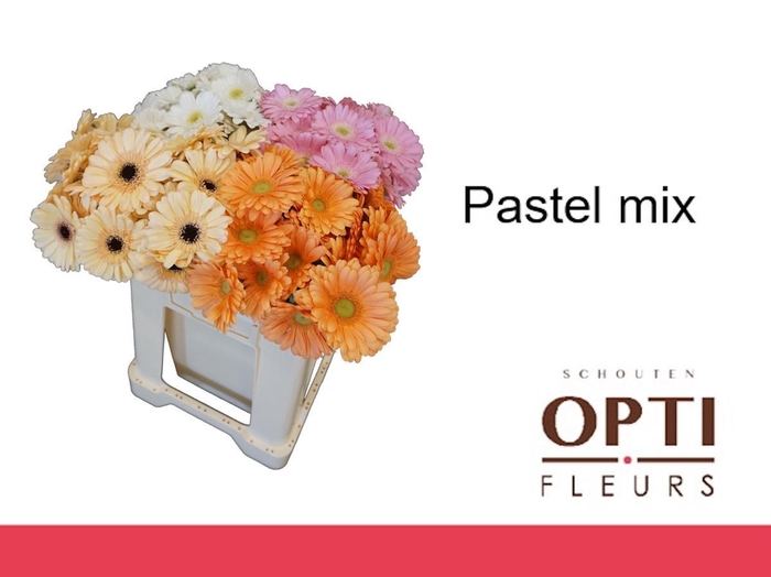 <h4>Germini Mix Pastel Water</h4>