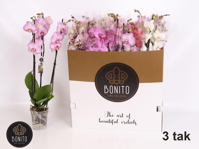 <h4>PHAL GEM 7 KL</h4>