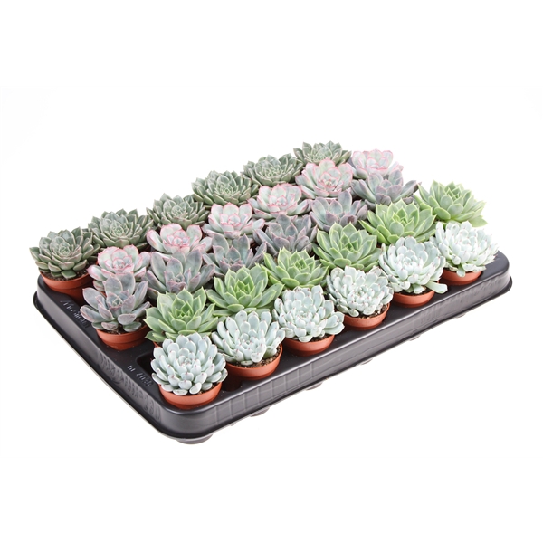 <h4>Echeveria mix</h4>