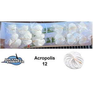 Anth A Acropolis X12