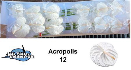 <h4>Anth A Acropolis X12</h4>