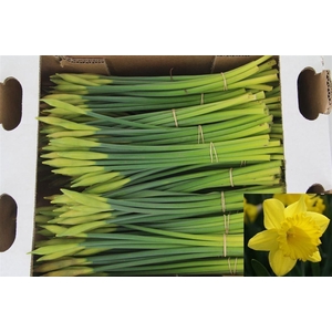 NARC T DUTCH MAST BS