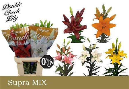 <h4>Li La Gem In Fust 5+</h4>