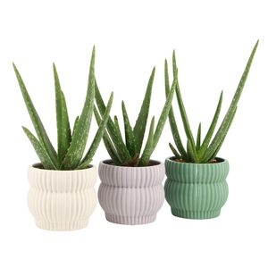 7501387: Solutionss Consideration