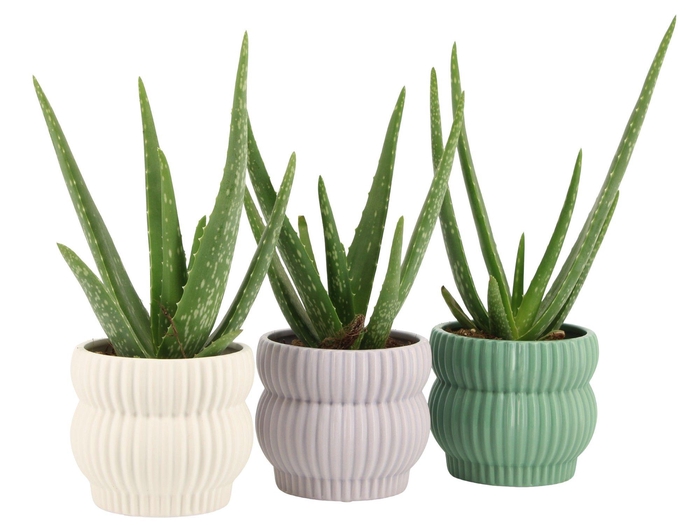 <h4>7501387: Solutionss Consideration</h4>