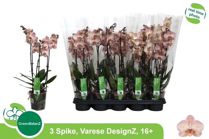 <h4>PHAL AN VARESE</h4>