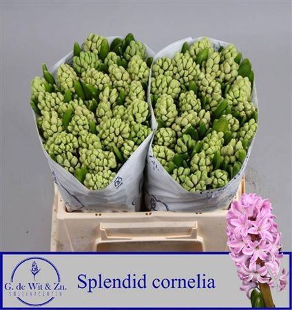 <h4>Hyac Splend Cornelia</h4>