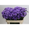 Limonium Martin Blue