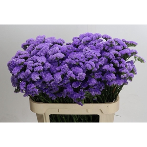 Limonium sinuatum Martin Blue