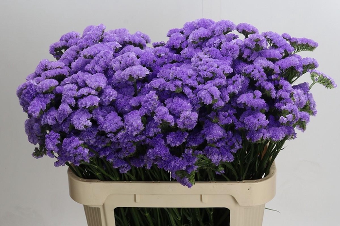 <h4>Limonium sinuatum Martin Blue</h4>