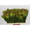 Leucadendron Goldstrike