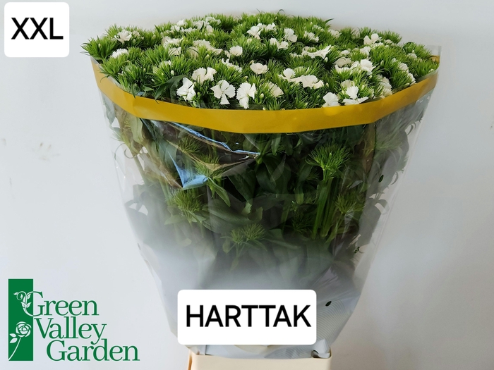 <h4>DI BARB S WILL WHITE</h4>