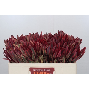 Leucadendron Jester