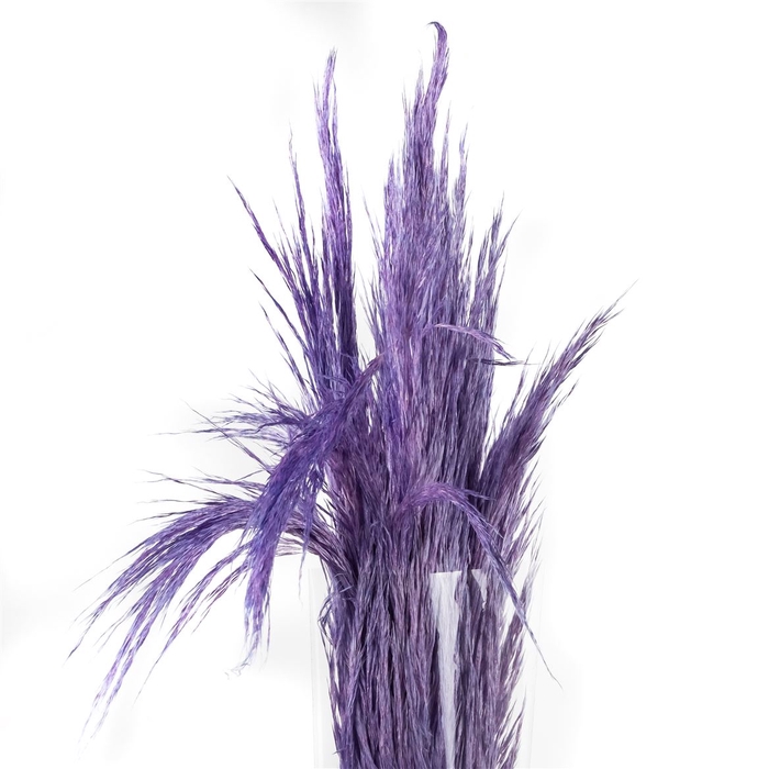 Pampa Preserved Baby Light Violet