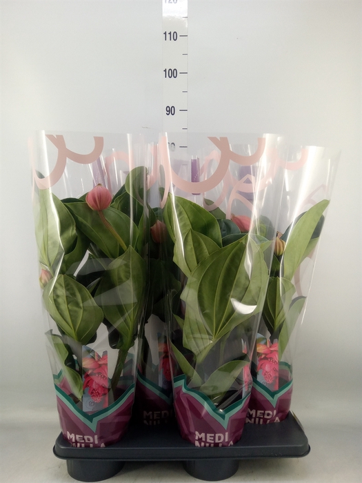 <h4>Medinilla magn. 'Flamenco'</h4>